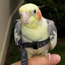Aviator Petite.jpg
