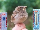 Baby bird hand fed front.jpg