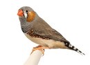 Finch.jpg