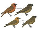 Koa Finch.jpg