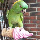 Pollys-Cinnamon-Swirl-Perch-240.png