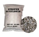 Striped_Sunflower_1a.jpg