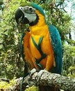 aviator_harness_large.jpg
