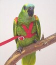 aviator_harness_small.jpg