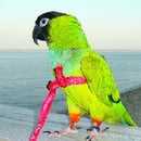 aviator_harness_xsmall.jpg